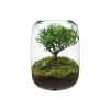 Wholesale of ecological hydroponic plant bottles, glass vases, decorative micro-landscapes, small fish tanks, office desks, and living room ornaments Item Picture